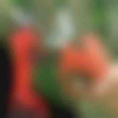 Електрически ножици за подрязване, безжични за градина и овощна градина | WHIZZPRUNER